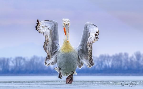 "2019 Bird Photographer Of The Year" Caron Steel Shares her tips of photographing wildlife