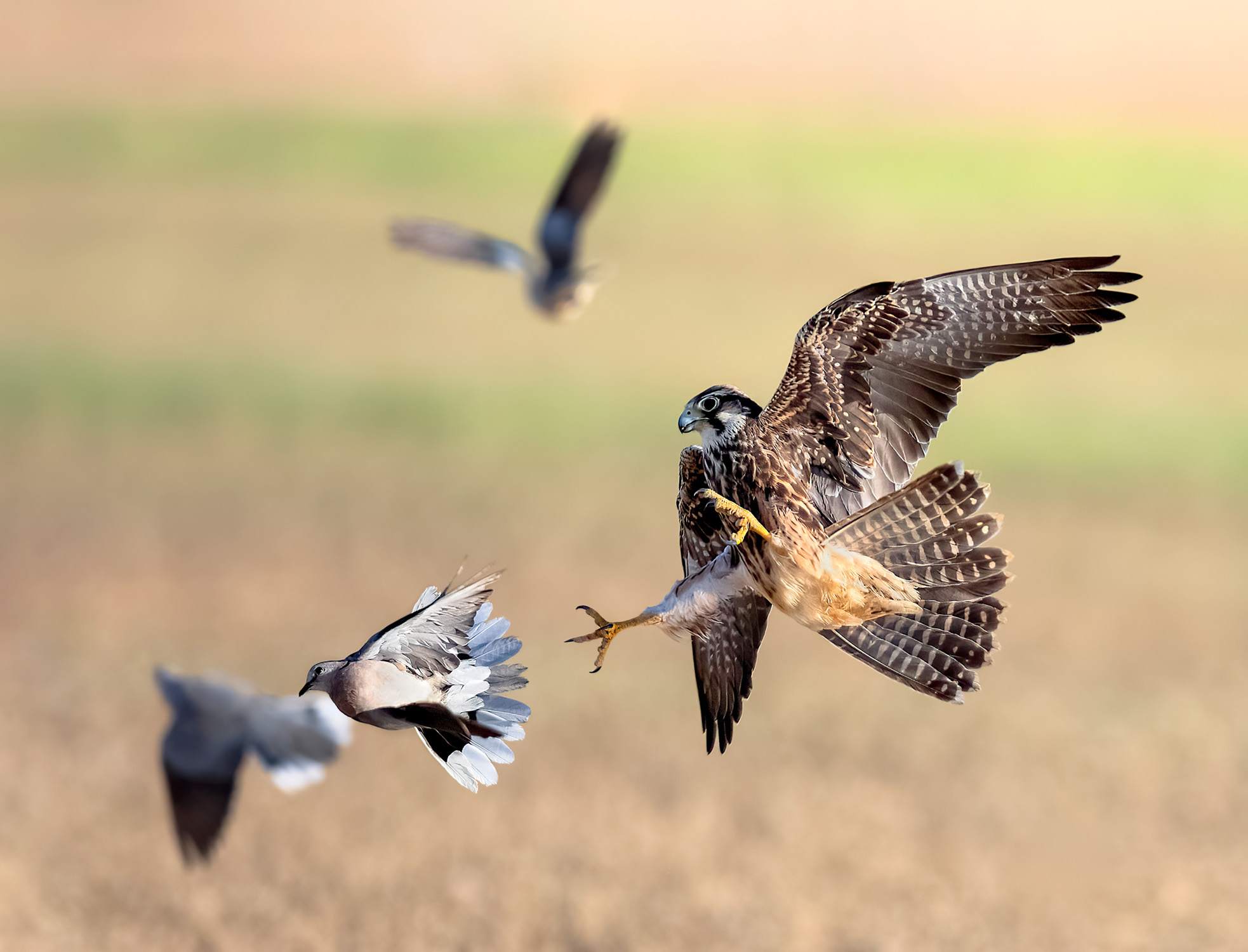 Learn how to use ISO to capture fast moving subjects like the wildlife in this photo