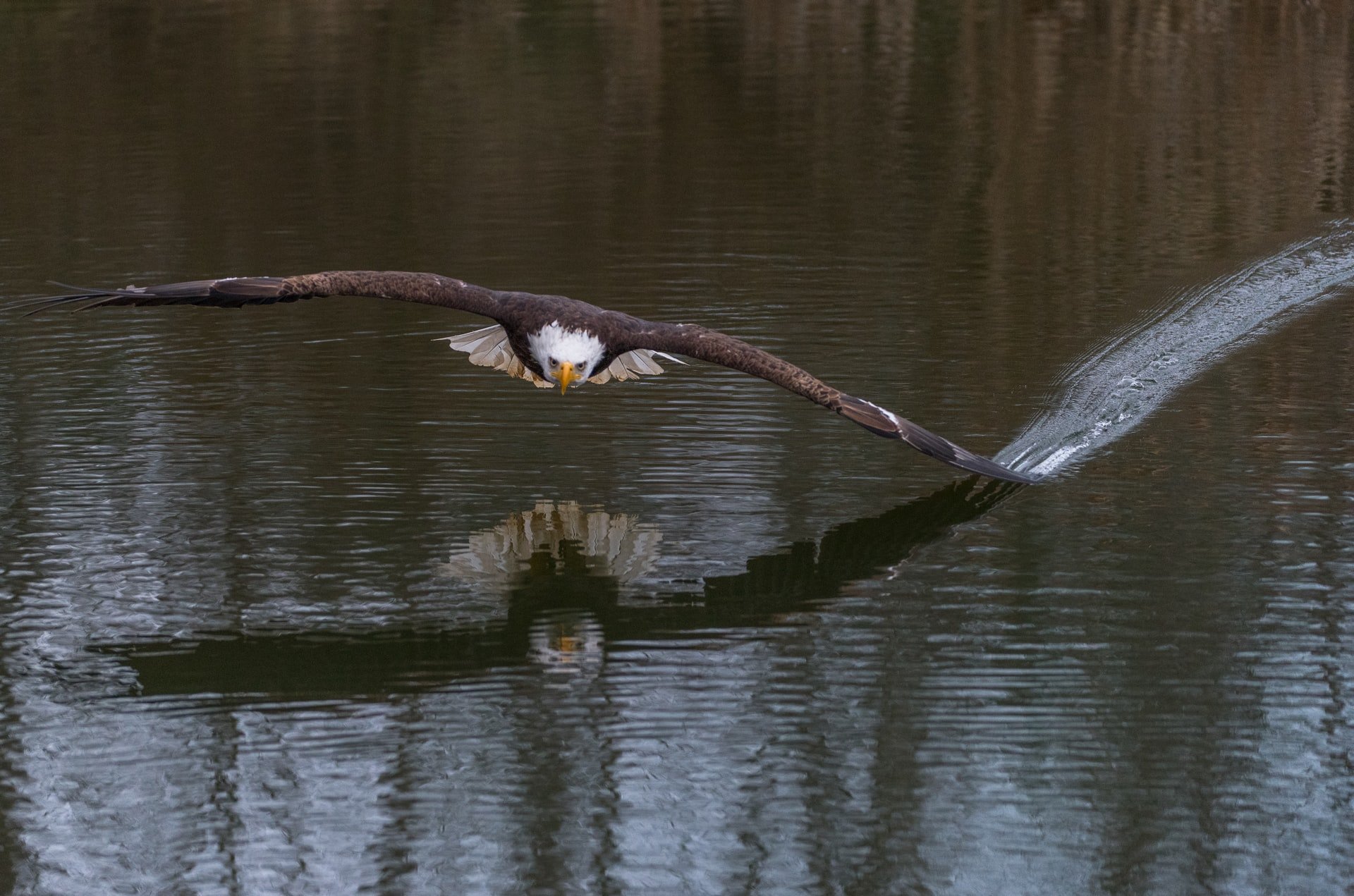 perfect moment shot of eagle flying over water