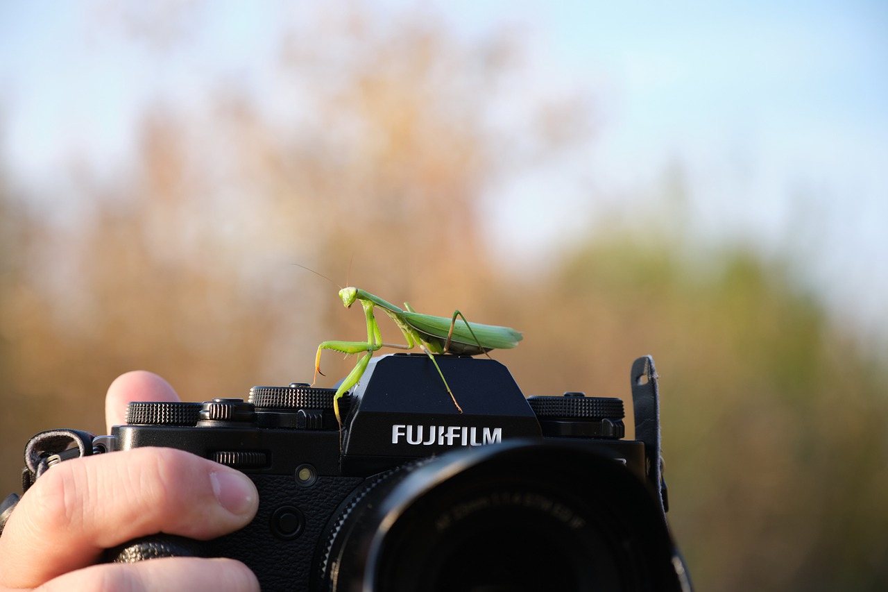 A fujifilm camera held up along bottom edge of the picture, blurred trees in background, green mantis sits on the camera