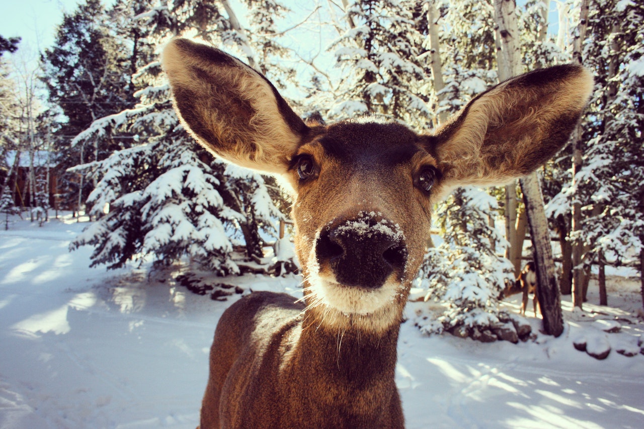 A deer looks at the viewer, nose up against the camera, winter background