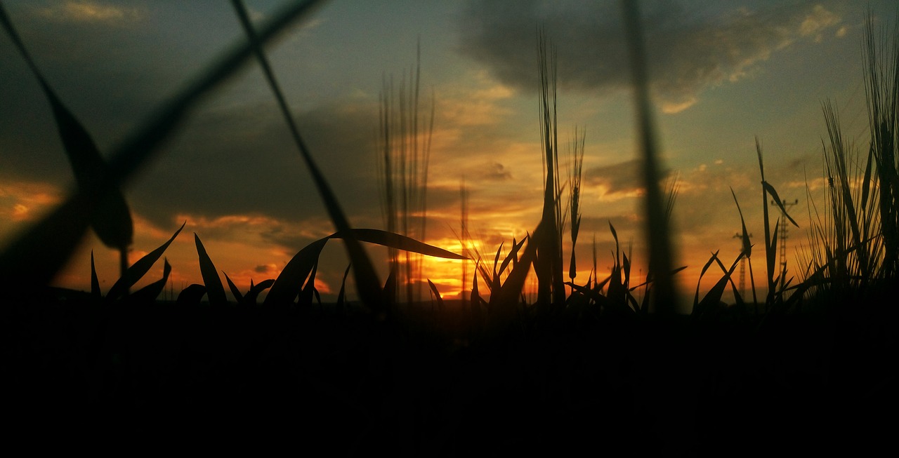 Artistic photograph of silhouetted grass against the rising sun 