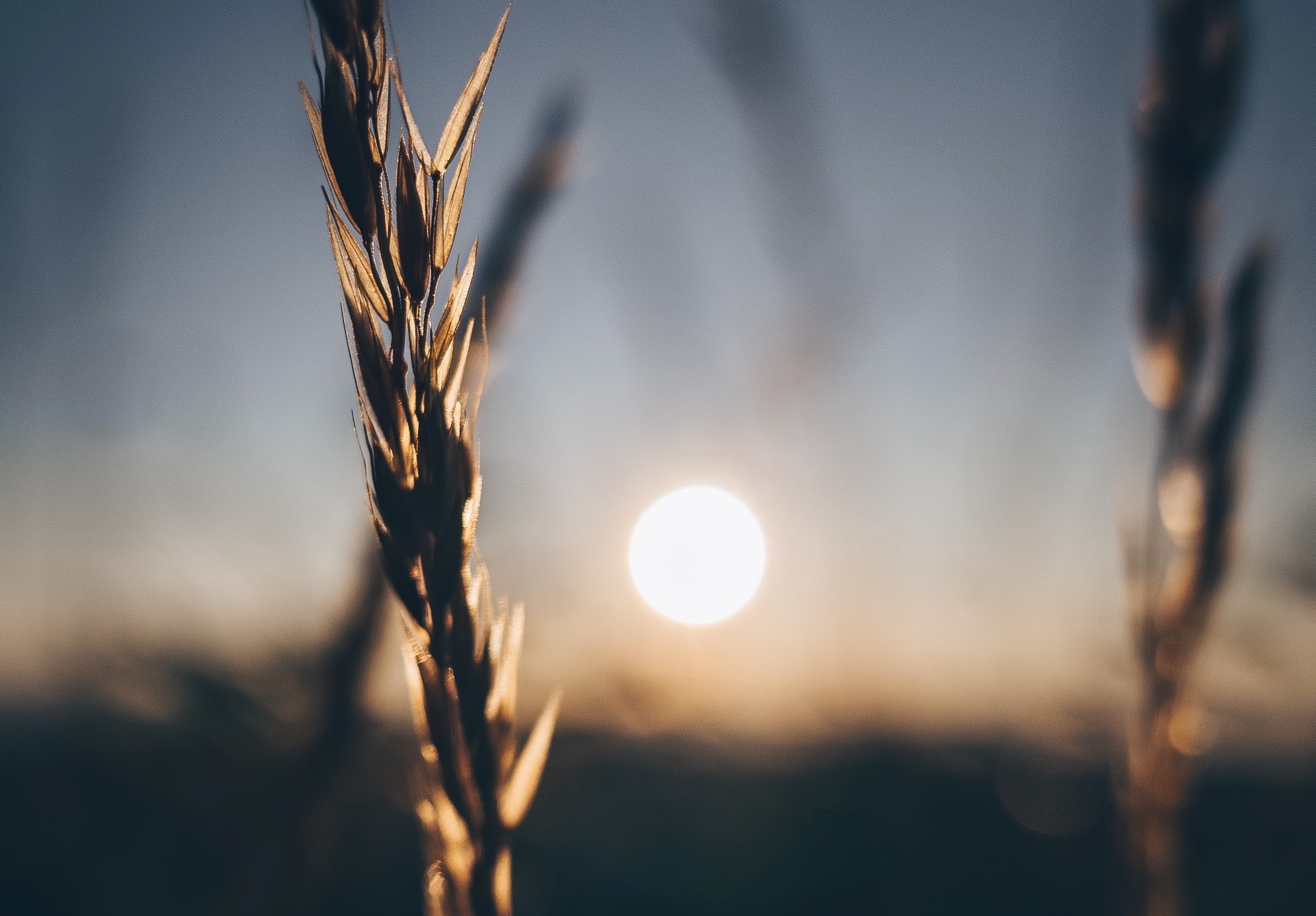 closeup macro photo of corn in a field, sunrise in the background, slow living photography