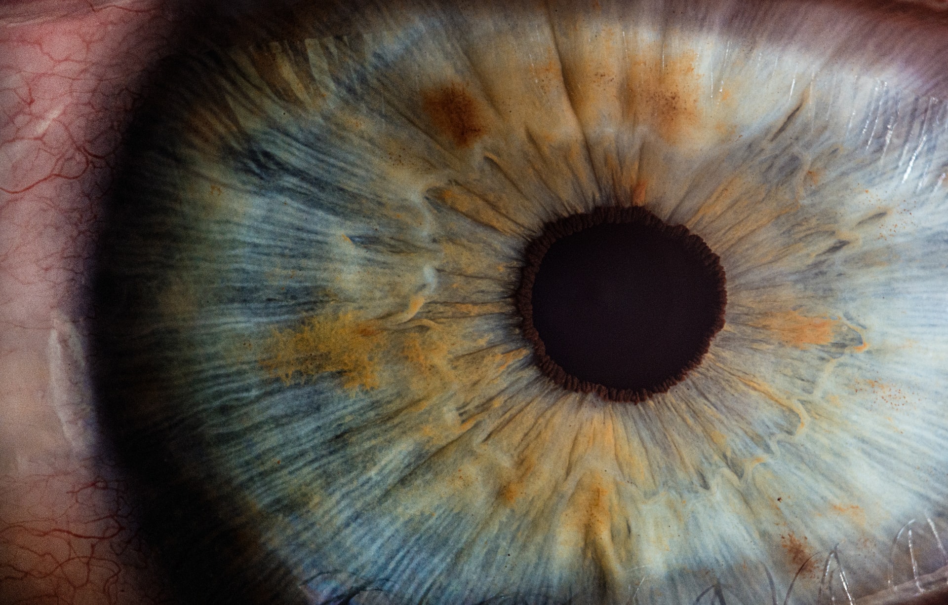 macro photography closeup of human eye