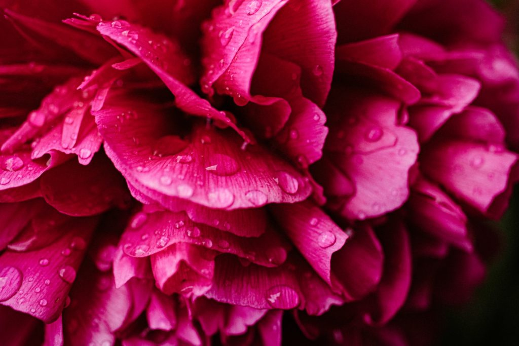 macro photography closeup of pink flower with water drops