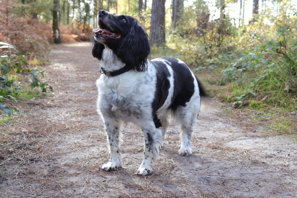 happy black and white dog on woodland path looks up off-camera