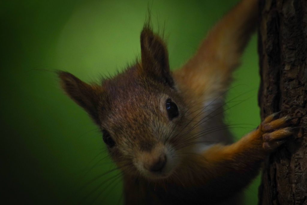 close-up macro photography of a squirrel